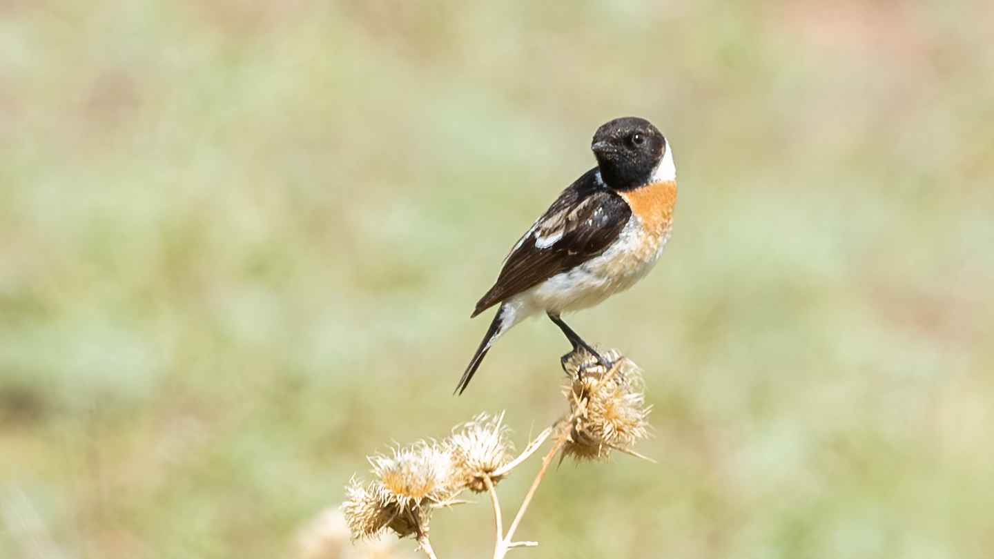 Siberian Stonechat